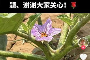 意甲时代！89-90意甲射手榜：范巴斯滕第一，巴乔老马列二三位